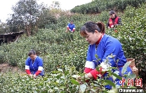 广西三江:春到侗乡茶飘香 抢鲜采摘2025早春茶 brand_alt_mark