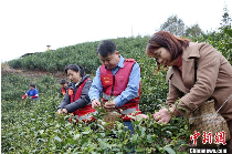 广西三江:春到侗乡茶飘香 抢鲜采摘2025早春茶 brand_alt_mark