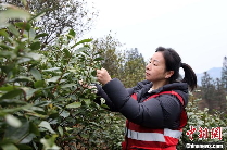 广西三江:春到侗乡茶飘香 抢鲜采摘2025早春茶 brand_alt_mark