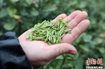 广西三江:春到侗乡茶飘香 抢鲜采摘2025早春茶 brand_alt_mark