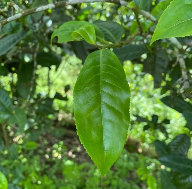 白水清专访：普洱茶有苦、酸、涩的原因，弄懂这3点才算买对茶！