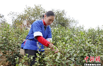 广西三江:春到侗乡茶飘香 抢鲜采摘2025早春茶 brand_alt_mark