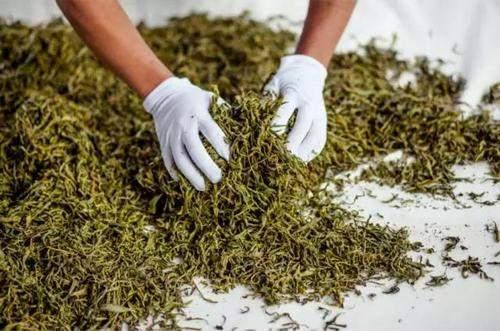 白水清专访：普洱茶有苦、酸、涩的原因，弄懂这3点才算买对茶！