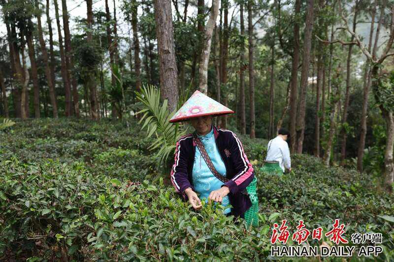 五指山市水满乡水满番响村印象茶园 2025年早春茶开采 brand_alt_mark