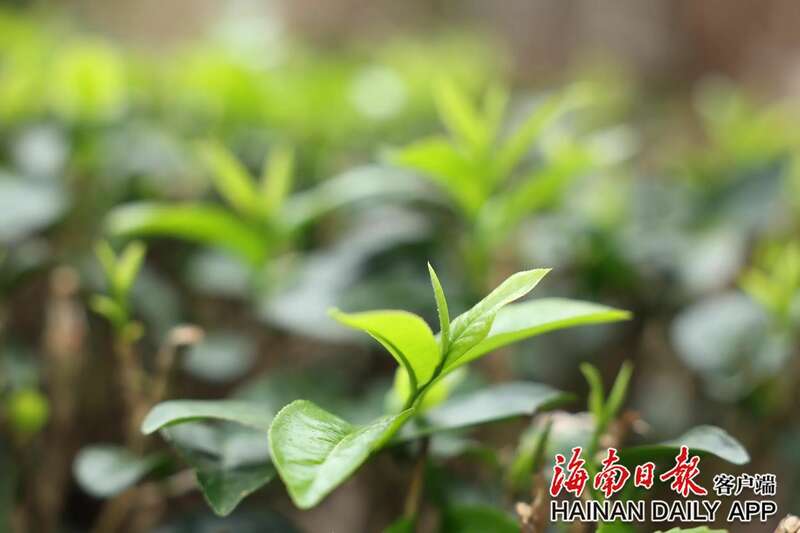 五指山市水满乡水满番响村印象茶园 2025年早春茶开采 brand_alt_mark