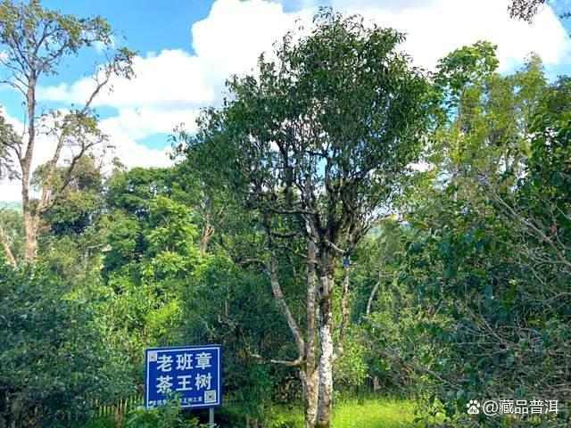 普洱茶五大地理标志产区：一山一味风味各异