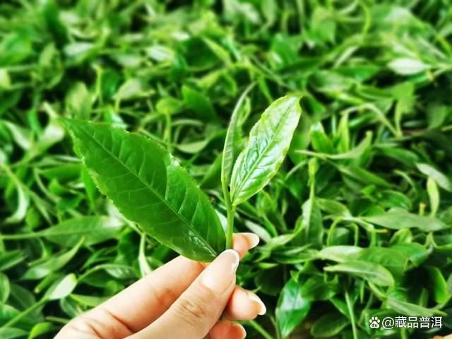 普洱熟茶口感偏薄的四大关键原因