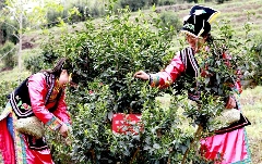 6项涉茶传统农业系统冲击全球级名单! brand_alt_mark