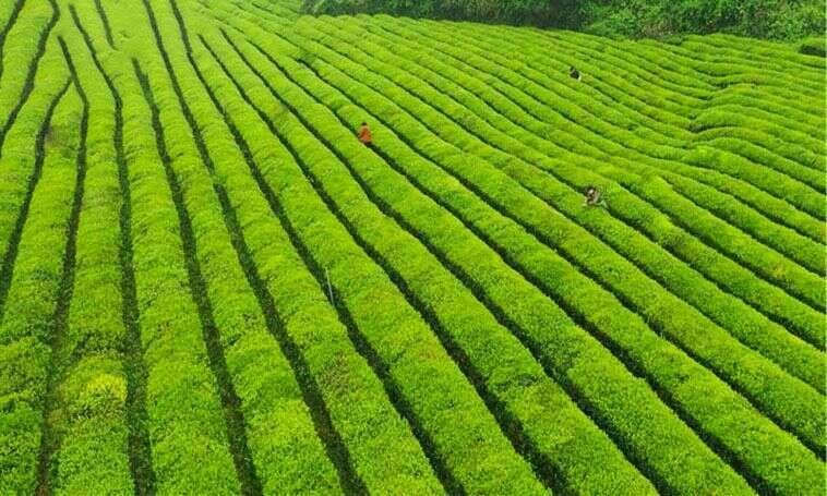 强化茶科技赋能茶产业助推贵州高质量发展 brand_alt_mark