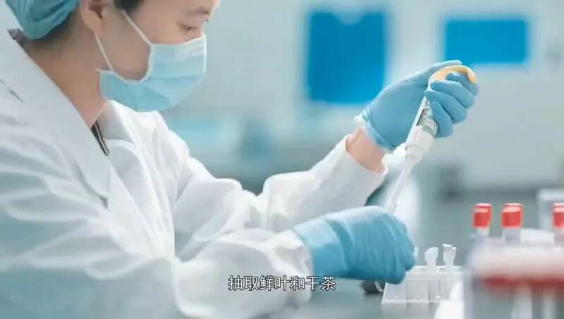 区块链赋能太平猴魁:茶香信任革命与品质升级 一叶一码见真心,数字技术守茶香 新质生产力如何赋能太平猴魁