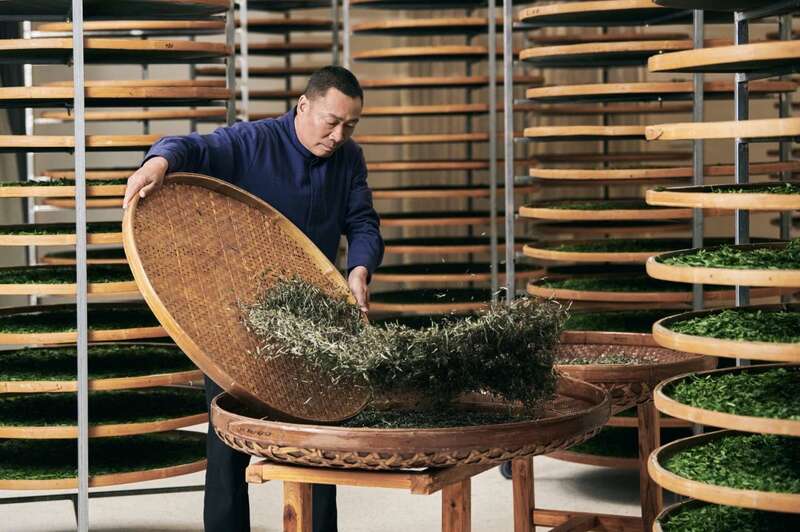 非遗传承与品牌化发展:白茶产业的创新路径探索 活态非遗传承!解锁福鼎白茶品牌化发展新路径!