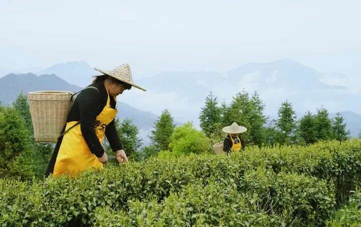 闽浙交界高山茶产业高质量发展探寻生态共富密码 寿宁:茶香漫寿邑,新绿吐芬芳