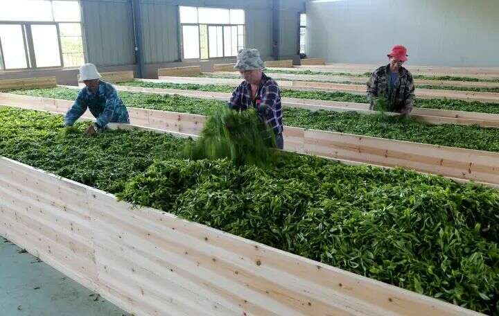 闽浙交界高山茶产业高质量发展探寻生态共富密码 寿宁:茶香漫寿邑,新绿吐芬芳