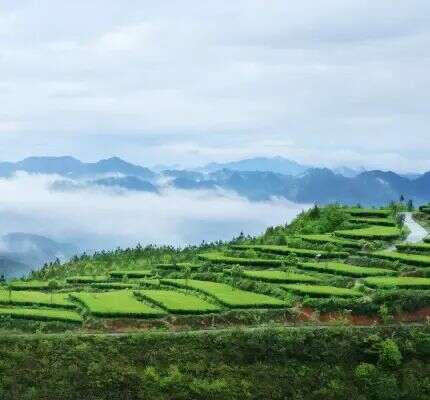 闽浙交界高山茶产业高质量发展探寻生态共富密码 寿宁:茶香漫寿邑,新绿吐芬芳