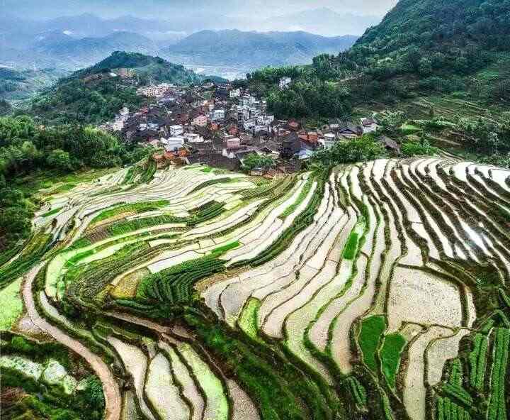 闽浙交界高山茶产业高质量发展探寻生态共富密码 寿宁:茶香漫寿邑,新绿吐芬芳