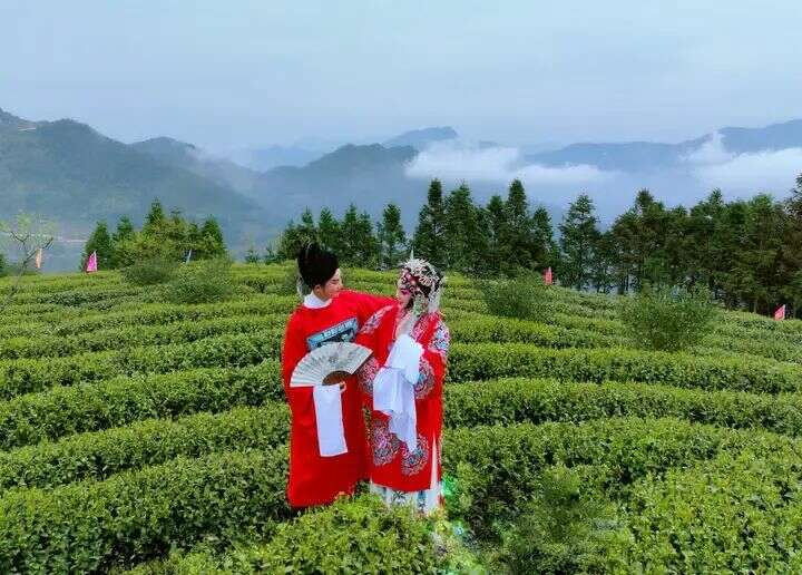 闽浙交界高山茶产业高质量发展探寻生态共富密码 寿宁:茶香漫寿邑,新绿吐芬芳