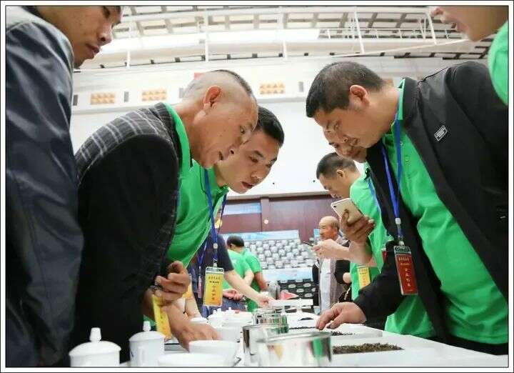 闽浙交界高山茶产业高质量发展探寻生态共富密码 寿宁:茶香漫寿邑,新绿吐芬芳