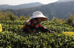 生态茶园与茶旅融合赋能岭后村乡村振兴 富溪镇岭后村:春茶采摘正当时,茶旅融合促振兴