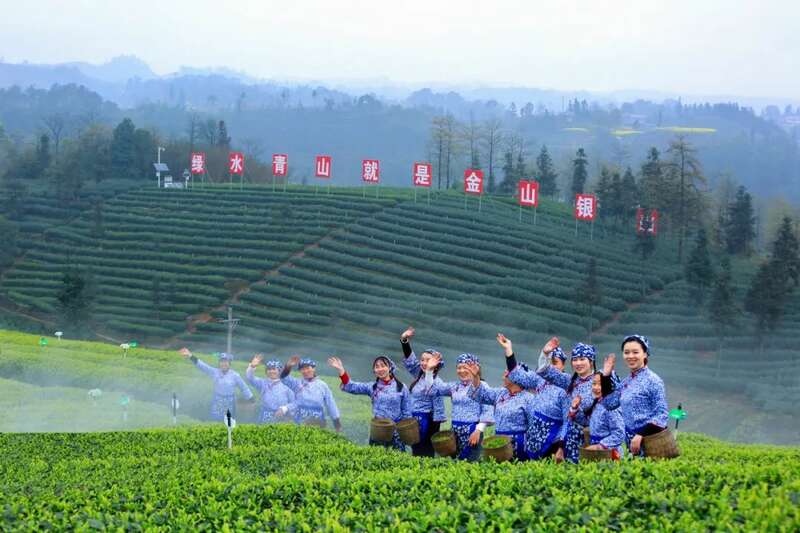 2025泸州·纳溪特早茶蓉城双核绽放 产业改革新篇章 2025泸州·纳溪特早茶成都双会场盛典将于4月6日启幕