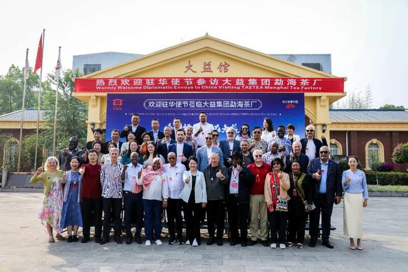 外交官体验非遗茶道 探索东西方文化互鉴新路径 18国使节走进大益 共植友谊茶园,解码“茶香外交”的中国式浪漫