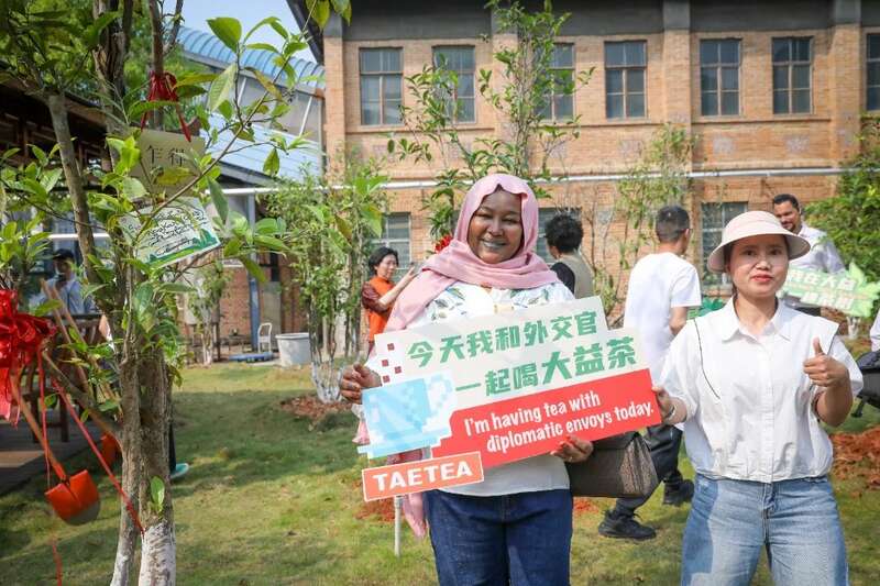 外交官体验非遗茶道 探索东西方文化互鉴新路径 18国使节走进大益 共植友谊茶园,解码“茶香外交”的中国式浪漫
