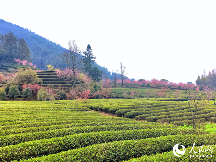 武夷山黄村村茶旅融合赋能乡村振兴 人民网:山村里的茶文章