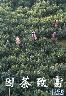 科技赋能茶产业升级焕古镇助推增效增收 茶乡紫阳:科技巧赋能 绿叶变“金叶”
