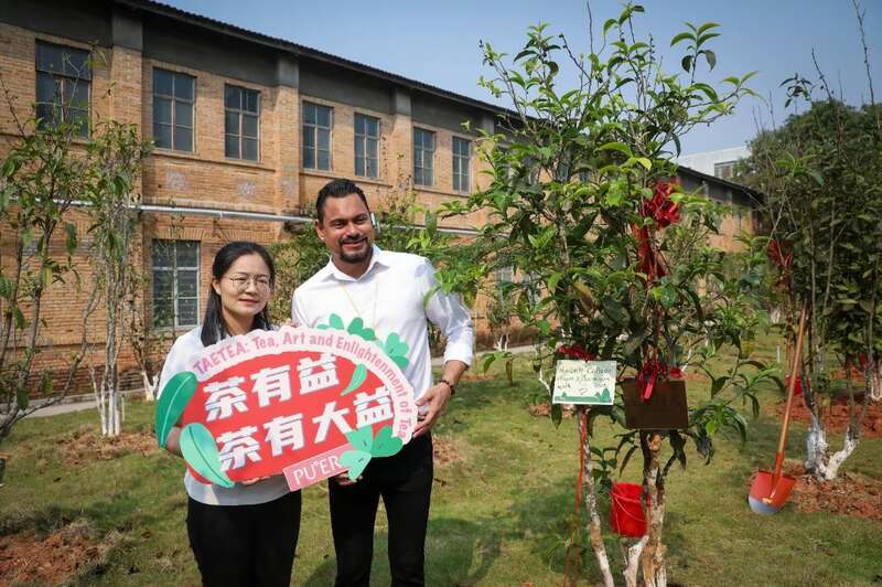 外交官体验非遗茶道 探索东西方文化互鉴新路径 18国使节走进大益 共植友谊茶园,解码“茶香外交”的中国式浪漫