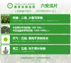 中国茶叶协会联合地方茶业组织推动产业协同 2025春茶季:六安瓜片开采