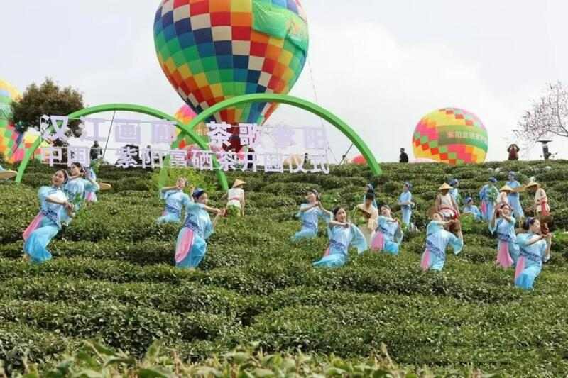 紫阳富硒茶开园仪式启幕 茶文旅融合推进特色农业振兴 陕西紫阳26万亩富硒茶开园