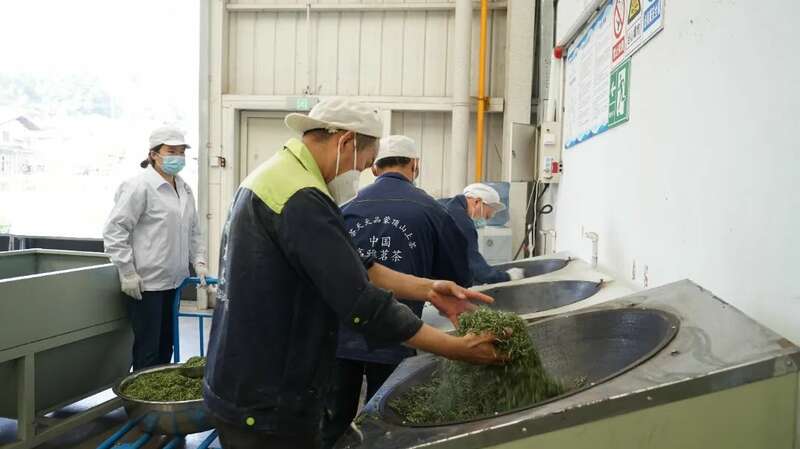 蒙顶山茶企斩获亿元订单 传统工艺与现代技术共融 5.2亿元订单落地 茶企开足马力保交付!