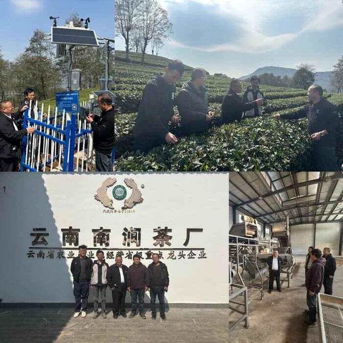 大理春茶产业服务行动助力乡村振兴升级 茶叶所科技赋能大理州茶产业高质量发展
