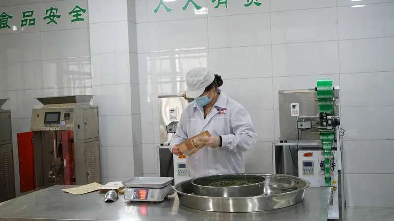 蒙顶山茶企斩获亿元订单 传统工艺与现代技术共融 5.2亿元订单落地 茶企开足马力保交付!