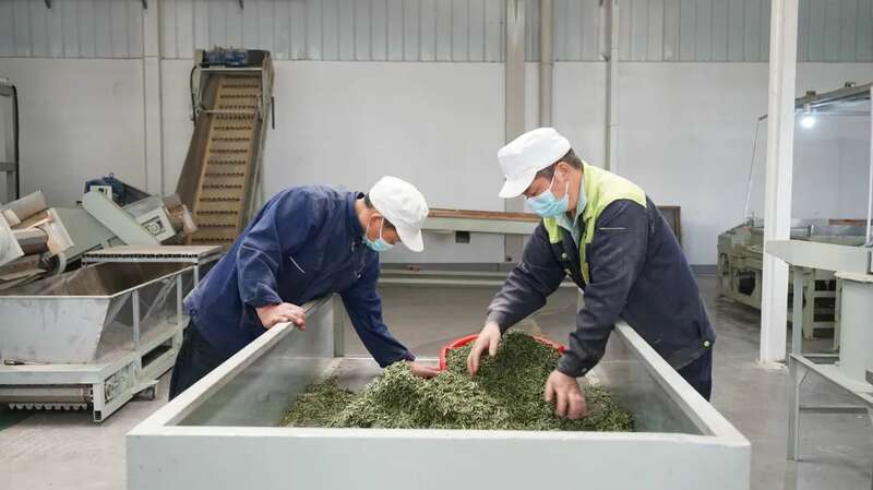 蒙顶山茶企斩获亿元订单 传统工艺与现代技术共融 5.2亿元订单落地 茶企开足马力保交付!