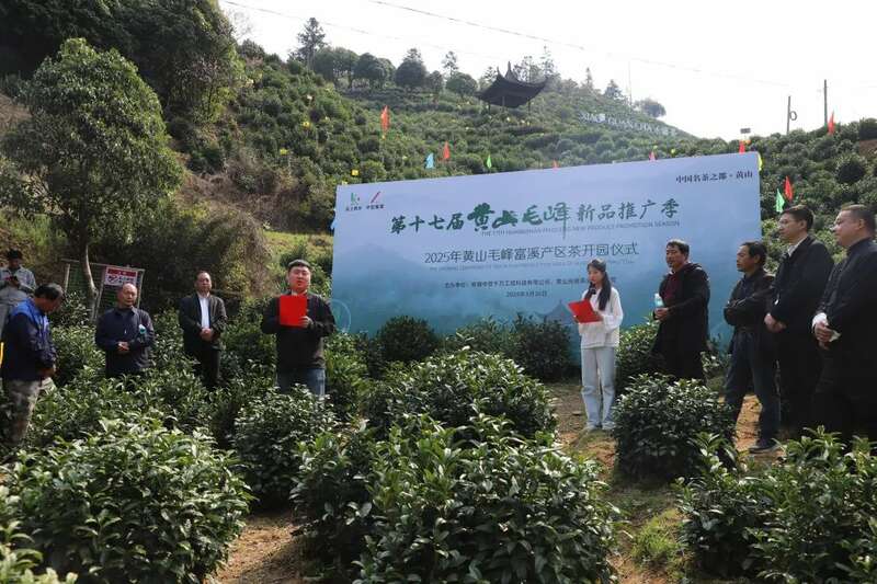 春茶采摘忙,第一波徽茶已陆续上市 春茶采摘忙,第一波徽茶已陆续上市