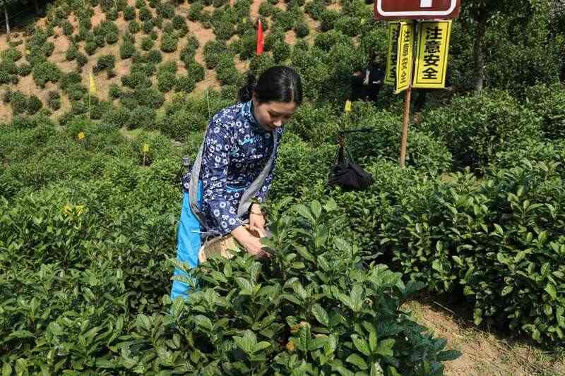 春茶采摘忙,第一波徽茶已陆续上市 春茶采摘忙,第一波徽茶已陆续上市