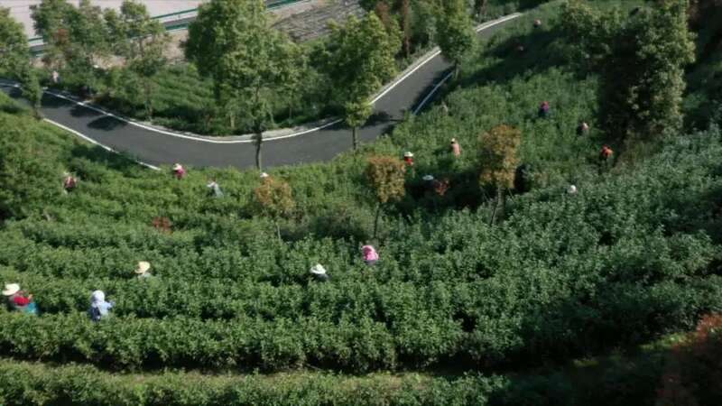 春茶采摘忙,第一波徽茶已陆续上市 春茶采摘忙,第一波徽茶已陆续上市