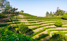 春茶采摘忙,第一波徽茶已陆续上市 春茶采摘忙,第一波徽茶已陆续上市