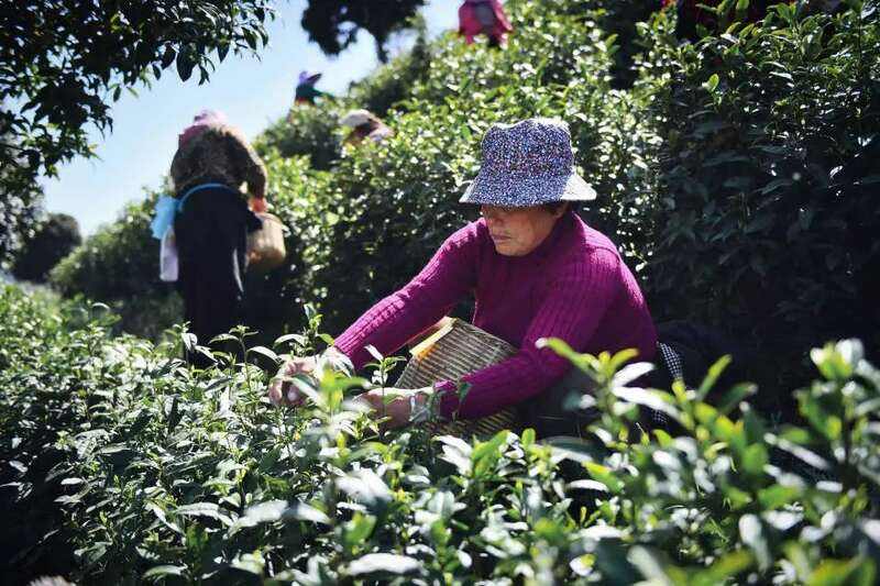 春茶采摘忙,第一波徽茶已陆续上市 春茶采摘忙,第一波徽茶已陆续上市