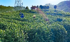 春茶采摘忙,第一波徽茶已陆续上市 春茶采摘忙,第一波徽茶已陆续上市