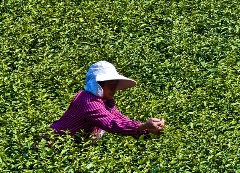 春茶采摘忙,第一波徽茶已陆续上市 春茶采摘忙,第一波徽茶已陆续上市