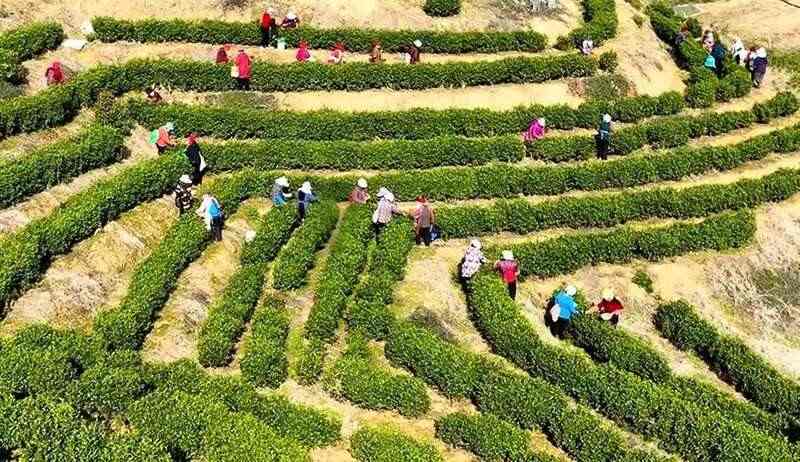 春茶采摘忙,第一波徽茶已陆续上市 春茶采摘忙,第一波徽茶已陆续上市