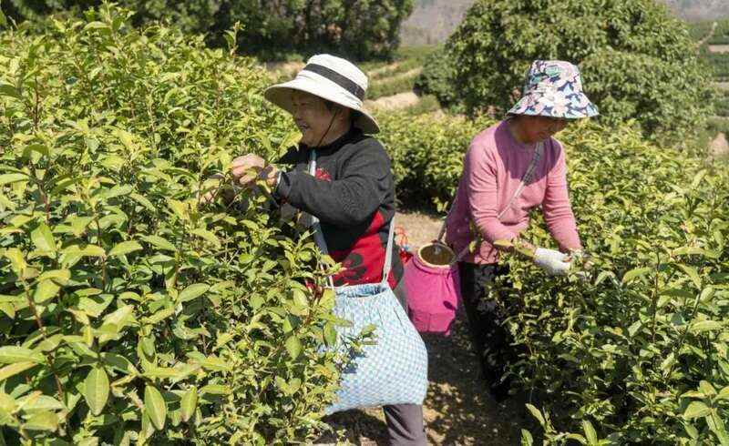 春茶采摘忙,第一波徽茶已陆续上市 春茶采摘忙,第一波徽茶已陆续上市