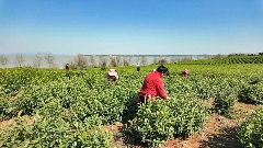 春茶采摘忙,第一波徽茶已陆续上市 春茶采摘忙,第一波徽茶已陆续上市