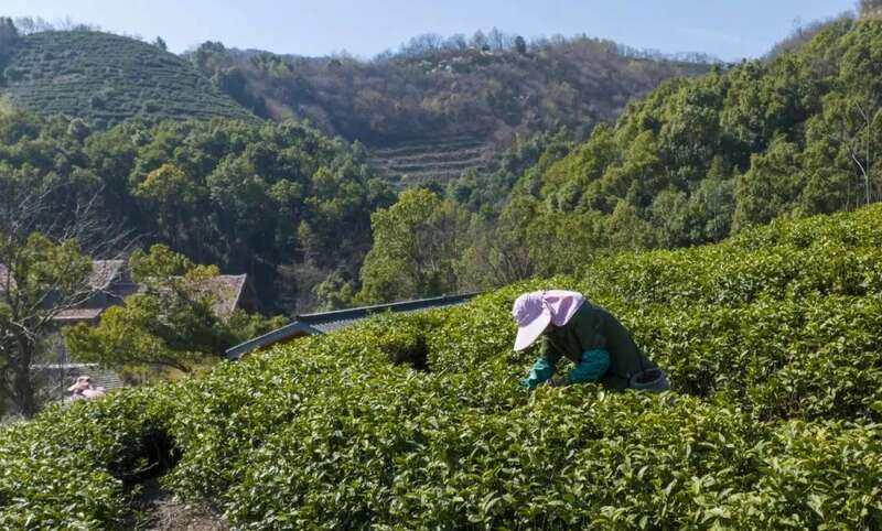 春茶采摘忙,第一波徽茶已陆续上市 春茶采摘忙,第一波徽茶已陆续上市