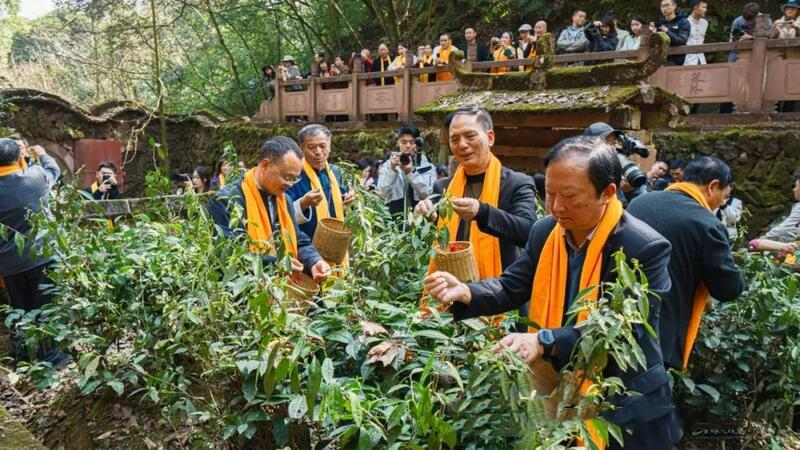 蒙顶山皇茶采制祭祖大典:传承茶祖文化,彰显传统仪式 2025年蒙顶山皇茶采制祭祖大典隆重举行