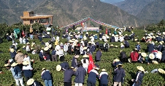 茶山春色引客来 羌乡风情促振兴 学茶技、吃茶宴、看茶舞!农文旅融合激活春日经济新消费