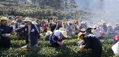 茶山春色引客来 羌乡风情促振兴 学茶技、吃茶宴、看茶舞!农文旅融合激活春日经济新消费