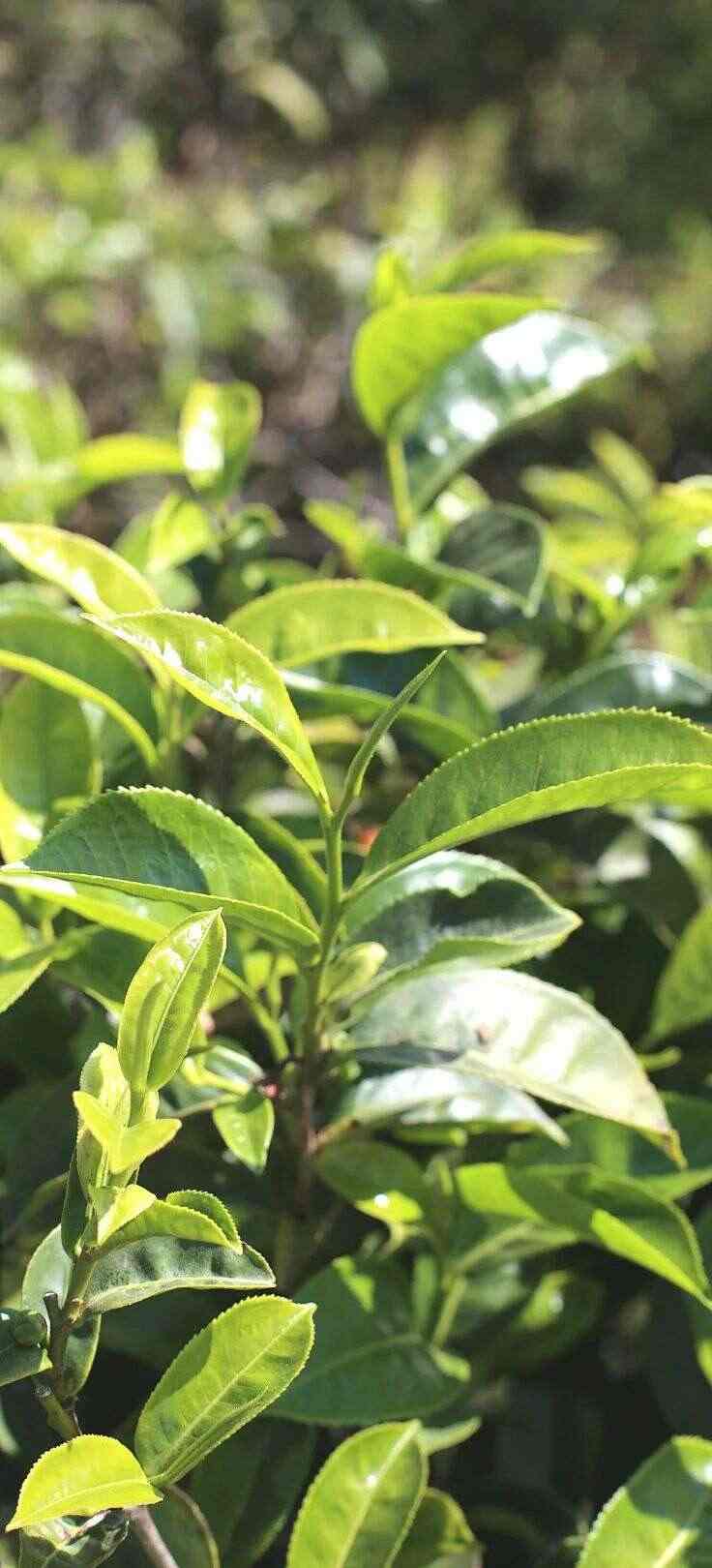 细品春韵香气,大树春饼茶的自然清甜与持久醇厚 下关大树春饼茶 细酌高山云雾滋养出的“春韵”