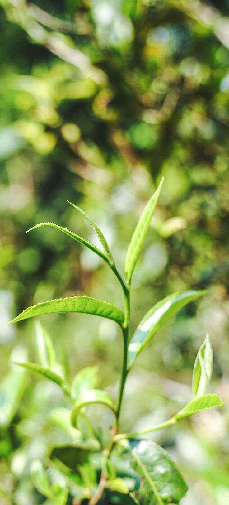细品春韵香气,大树春饼茶的自然清甜与持久醇厚 下关大树春饼茶 细酌高山云雾滋养出的“春韵”